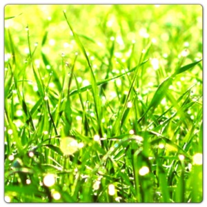 grass after the rain